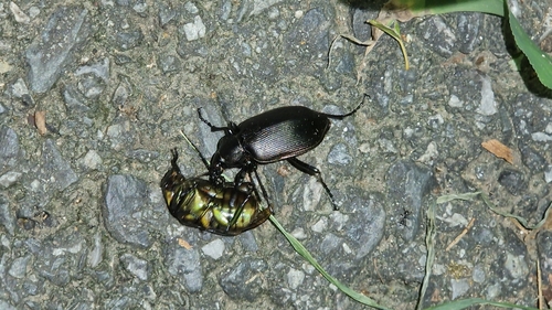 Calosoma maximowiczi