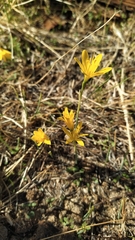 Narcissus cavanillesii