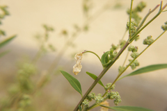 Chrysoesthia sexguttella