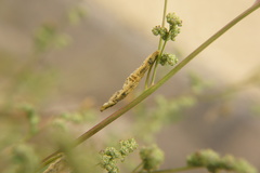 Chrysoesthia sexguttella