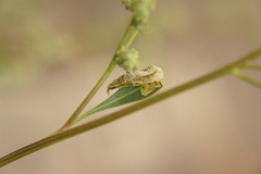 Chrysoesthia sexguttella