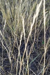 Elymus smithii