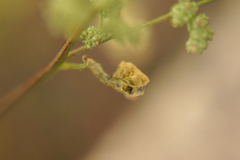 Chrysoesthia sexguttella