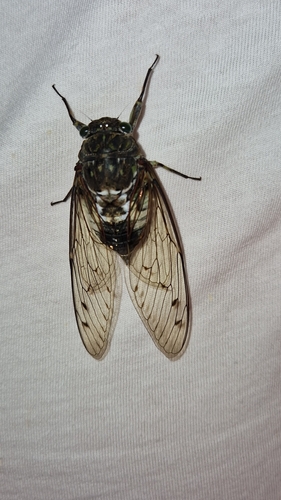 Robust Cicada