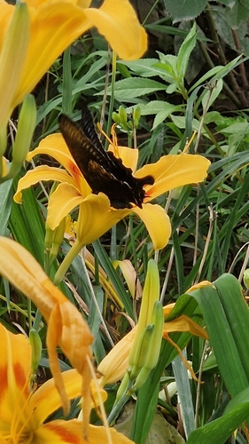 Alpine Black Swallowtail