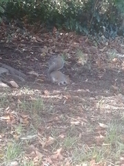 Sciurus carolinensis
