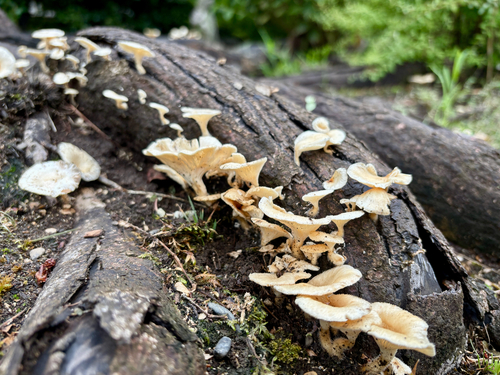 Lentinus squarrosulus