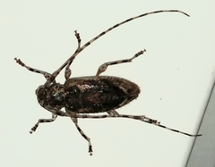 Eutrichillus comus
