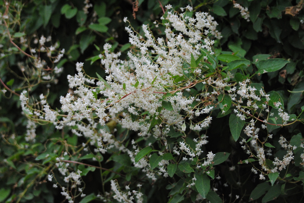 Silver lace vine (Fallopia aubertii)