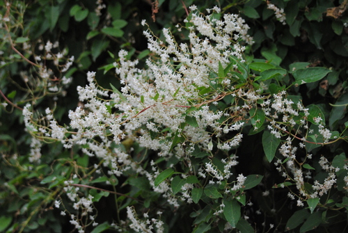 Silver lace vine (Fallopia aubertii)