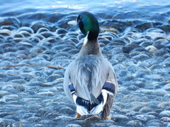 Anas platyrhynchos × acuta