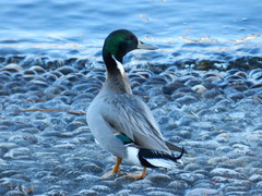 Anas platyrhynchos × acuta