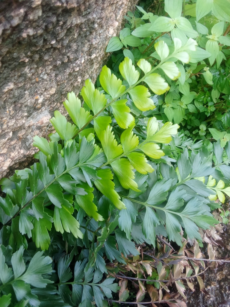 Asplenium stuhlmannii