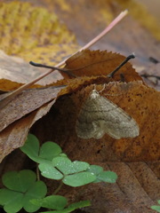 Operophtera fagata