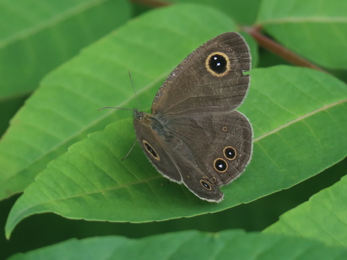 Common Fivering