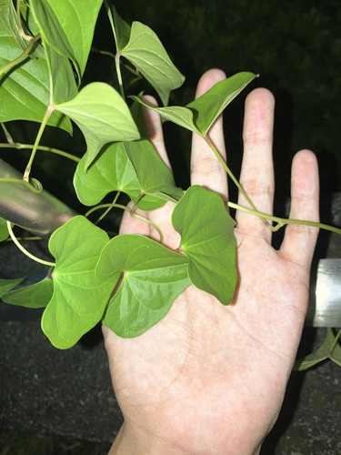 Dioscorea tokoro, photograph 5