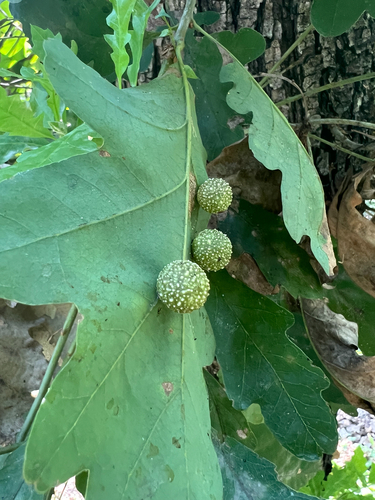 Cherry Gall Wasp