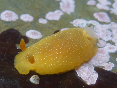 Doriopsilla albopunctata