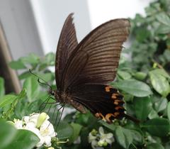Papilio dialis