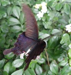 Papilio dialis
