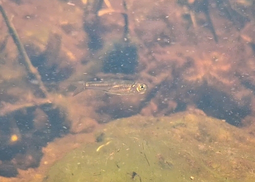 Emerald eye rasnbora (Brevibora dorsiocellata) — Cyprinidae