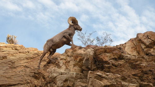 Desert Bighorn Sheep photographed in California