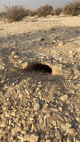 Egyptian Spiny–tailed Lizard