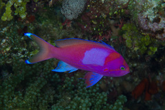 Pseudanthias pleurotaenia