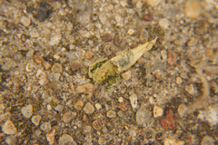 Chrysoesthia sexguttella