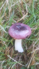 Russula atropurpurea