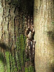 Poecilotheria subfusca