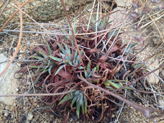 Dudleya saxosa
