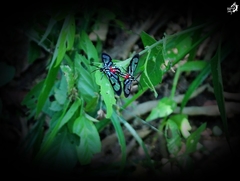 Poecilosoma eone