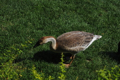 Anser cygnoides