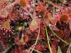 Drosera oblanceolata