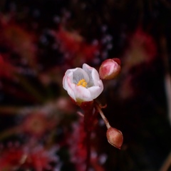 Drosera oblanceolata