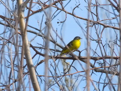 Motacilla tschutschensis