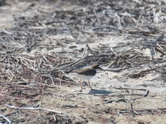 Charadrius dubius