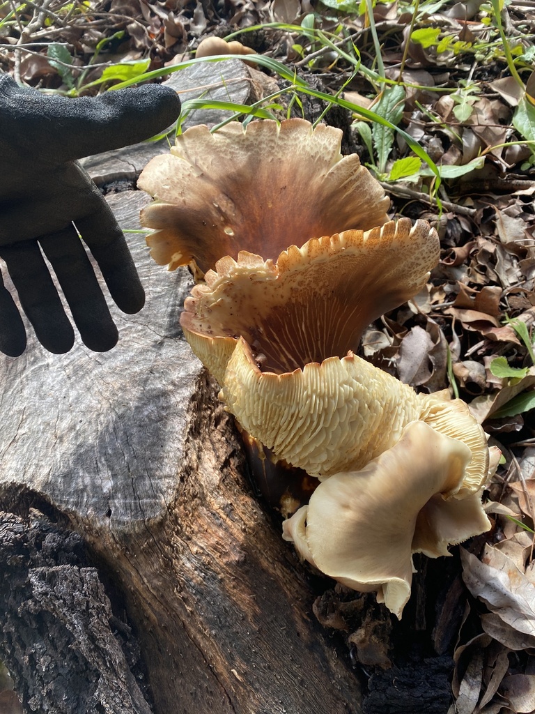 Omphalotus nidiformis · August 2025 · photo: © enrica38 (iNaturalist, cc-by)