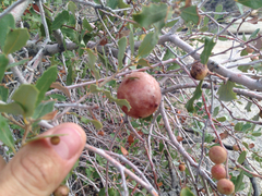 Quercus john-tuckeri
