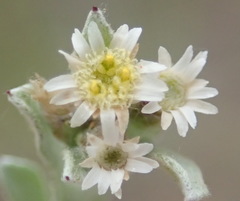 Gnaphalium declinatum