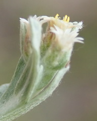 Gnaphalium declinatum