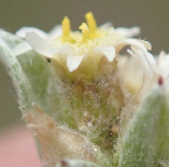 Gnaphalium declinatum