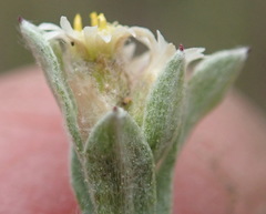 Gnaphalium declinatum