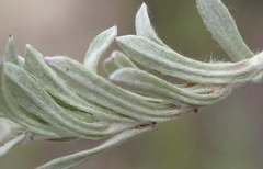 Gnaphalium declinatum
