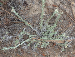 Gnaphalium declinatum