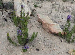 Lobostemon argenteus