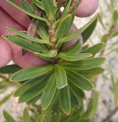 Lobostemon argenteus