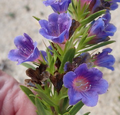 Lobostemon argenteus