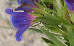 Lobostemon argenteus